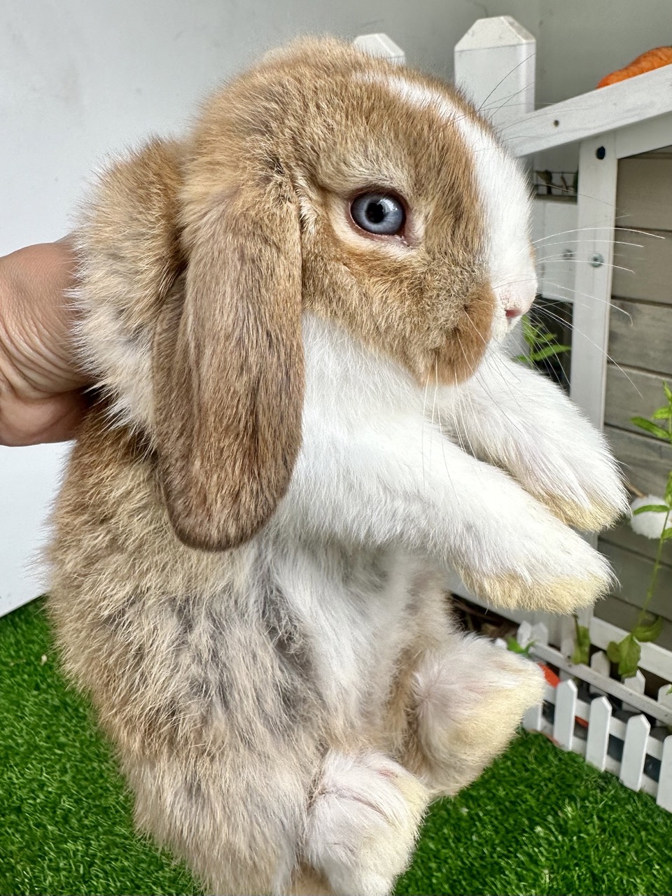 Tan and white lop-eared bunny